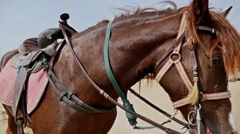 Beach Horse Standing Slow Motion Stock-Footage 69019865