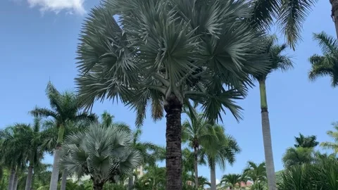 Beach Hotel 00 - Palm Trees Video stock 282929244