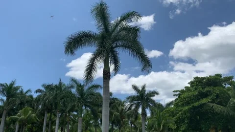 Beach Hotel 01 - Palm Trees Video stock 282929249