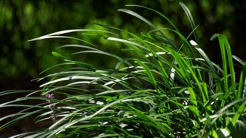 Beach House Grass Stock Footage 101204007