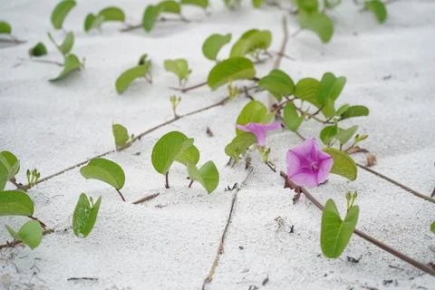 Beach ipomea blooms on partially covered by white sand stems Stock Photos