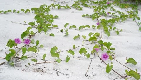 Beach Ipomea sprawling vines fighting erosion on costal dune Stock Photos