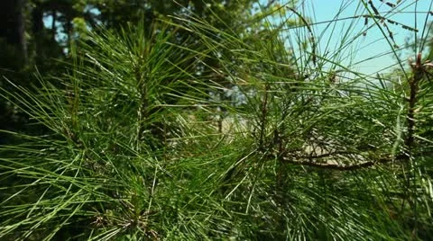 Beach jib up Video stock 12152739