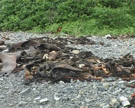 Beach junk 스톡 동영상 137096