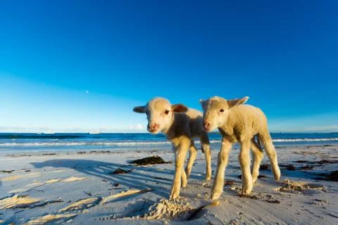 Beach Lambs Stock Photos