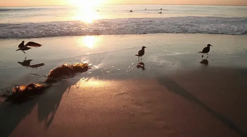 Beach Landscape Stock Footage 33371515