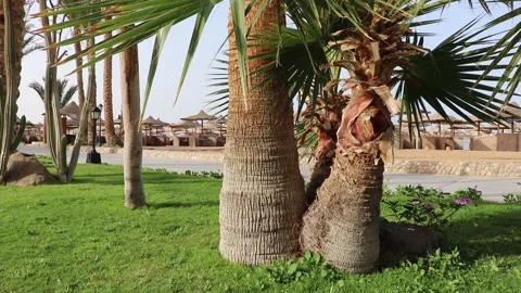 Beach landscape: palm trees with thick trunks in the foreground Stockbeeldmateriaal 159224867