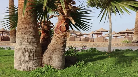 Beach landscape: palm trees with thick trunks in the foreground Stockbeeldmateriaal 159224906