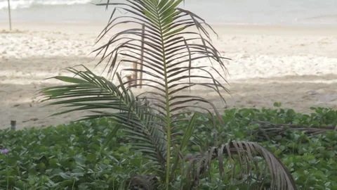 Beach landscape in Phuket Stock Footage 71500069