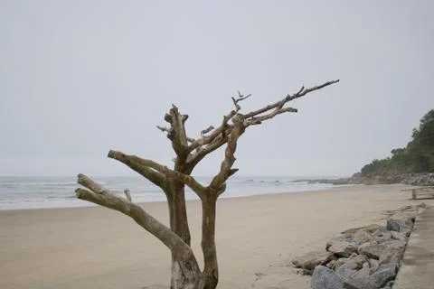 Beach Landscape with Trees 스톡 사진