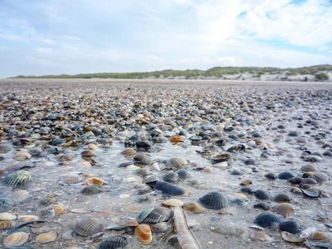 A beach with a large number of shells scattered across the sand Stock Photos