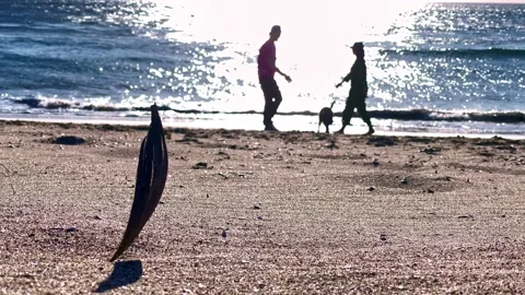 Beach Leaf and couple Video stock 169373590