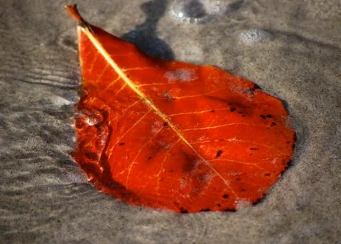 Beach Leaf Stock Photos