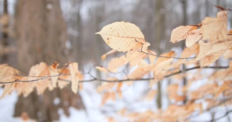Beach Leaves Rustling In The Wind Mid Shot Stock Footage 347983126
