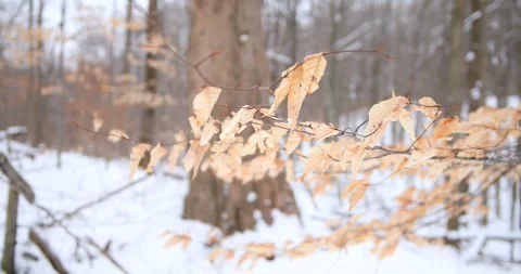 Beach Leaves Rustling in the Wind Mid Slider Shot Stock Footage 347983138