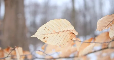Beach Leaves Rustling In The Wind Tight Shot Stock Footage 347983132