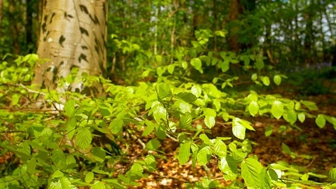 Beach Leaves Slow Motion Stock Footage 95678909