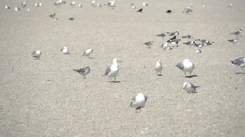 Beach Life (8 of 27) Stock Footage 45180561