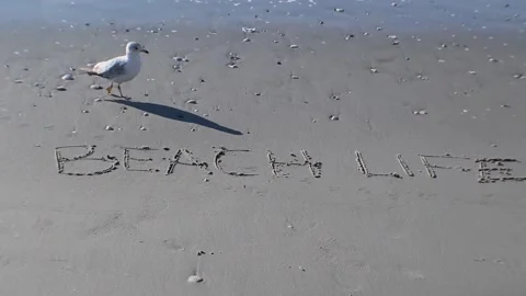 Beach life Video stock 131661306