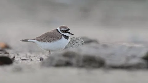 On the beach, the little ringed plover (Charadrius dubius) Stock Footage 250325828