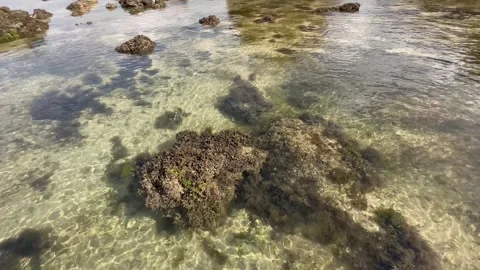Beach live at the exposed seabed Stock Footage 259562939