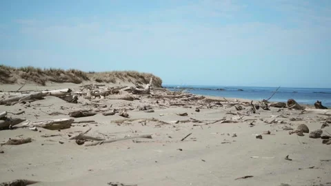 BEACH WITH LOGS ON IT Stock Footage 253909596