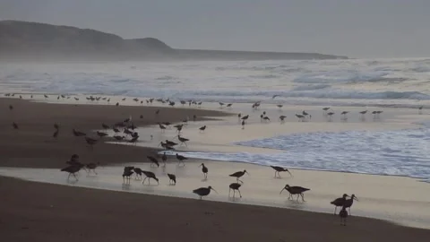Beach, Lots of Sandpipers Video stock 254931548