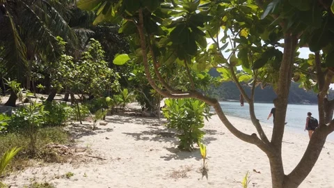 Beach with low height plants Stock Footage 220764538