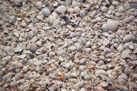 Beach made of Sea Shells Stock Photos