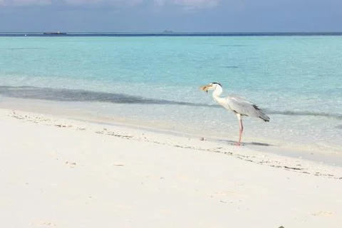 Beach in Maldive Stock Photos