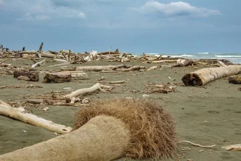 Beach with many trunks Foto stock