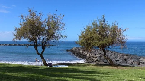 A beach with meadow and two trees. Stock Footage 99654403