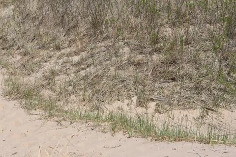 Beach Meets Dune Foto stock