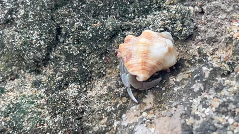 Beach in Mexico - Hermit Crab Stock Footage 199822261
