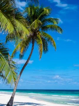 Beach in mexico with palm trees Stock Photos