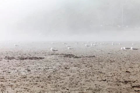 A beach in the mist Stock Photos