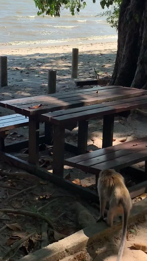 Beach monkey in Penang Island Stock Footage 343557681