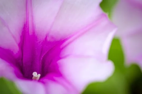 Beach Moonflower Macro. Stock Photos