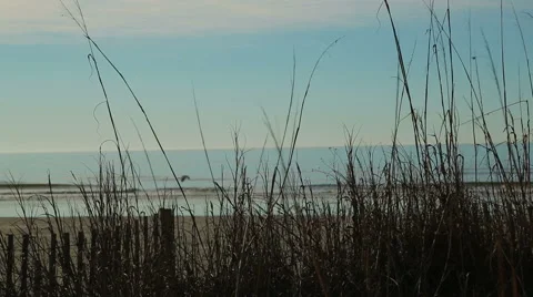 Beach morning with seagull Stock Footage 49228864