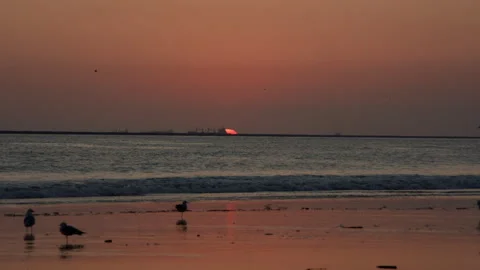 Beach Night Waves Sunset Birds 2 60fps 01 Stock Footage 188023025