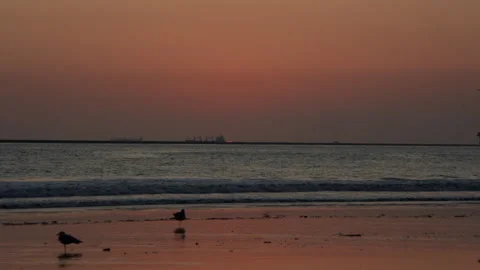 Beach Night Waves Sunset Birds 2 60fps 03 Stock Footage 188025097