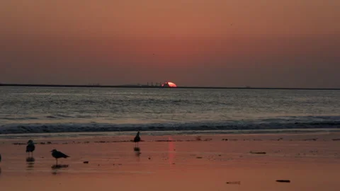 Beach Night Waves Sunset Birds 2 60fps 1 Stock Footage 188025218