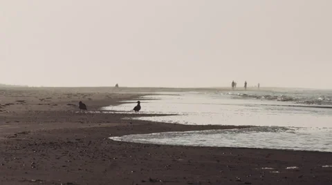 Beach at north-sea. Video stock 42895050