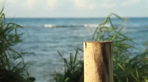Beach ocean waves view behind bush Stock Footage 8763015