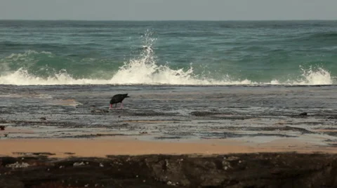 Beach, Pacific ocean, Waves, Rocky coastline, NSW coast, Australia HD Stock Footage 51519948