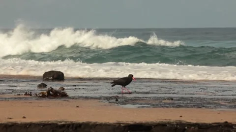 Beach, Pacific ocean, Waves, seabird, Rocky coastline, NSW coast, Australia HD 스톡 동영상 51521686