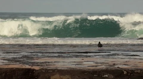 Beach, Pacific ocean, Waves, seabird, Rocky coastline, NSW coast, Australia HD Stock-Footage 51527610