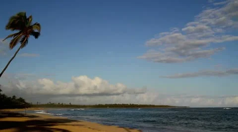 Beach &amp; Palm Stock Footage 10699462