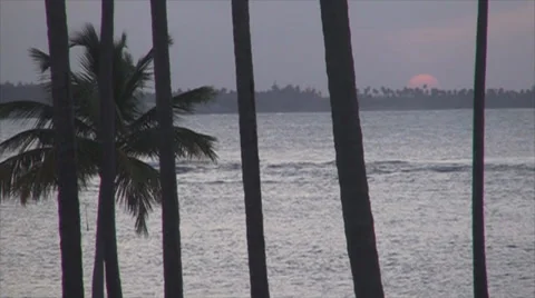Beach palm slow motion Stock Footage 34302072