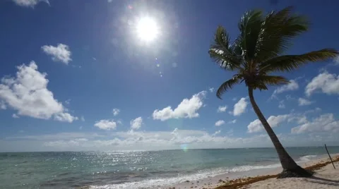 Beach with palm in time lapse Stock Footage 60216738